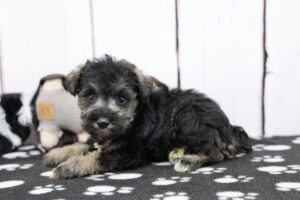 Miniature Schnauzer puppy