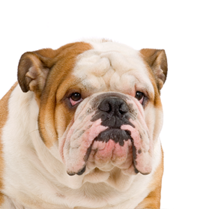 Happiness Is Pets English Bulldog
