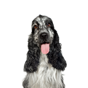 Happiness Is Pets English Cocker Spaniel