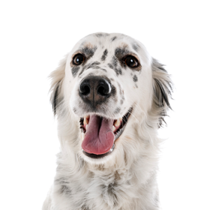 Happiness Is Pets English Setter