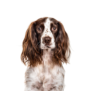 Happiness Is Pets English Springer Spaniel