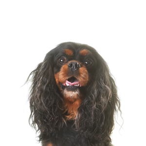 Happiness Is Pets English Toy Spaniel