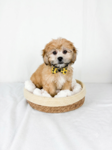 Happiness Is Pets Lhasa Apso puppy available