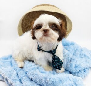 Happiness Is Pets Shih Tzu puppy available