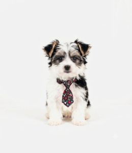Happiness Is Pets Morkie puppy available
