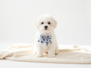 Happiness Is Pets Bichon Frise puppy available