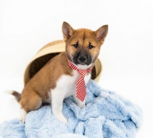 Happiness Is Pets Shiba Inu puppy available