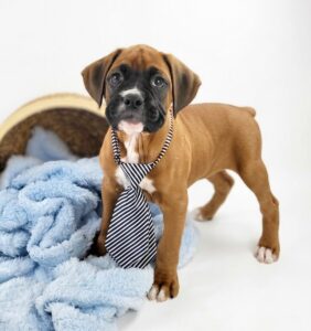 Happiness Is Pets Boxer puppy available