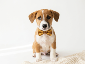 Happiness Is Pets Pembroke Welsh Corgi puppy available