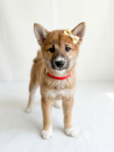 Happiness Is Pets Shiba Inu puppy available