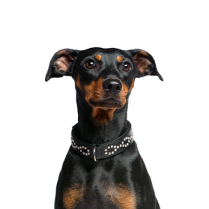Happiness Is Pets German Pinscher