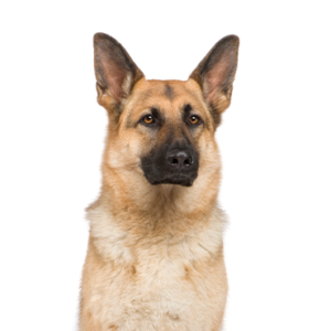 Happiness Is Pets German Shepherd