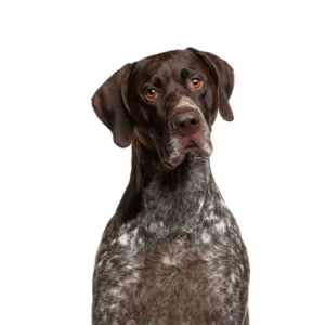 Happiness Is Pets German Shorthaired Pointer