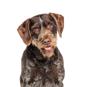 Happiness Is Pets German Wirehaired Pointer