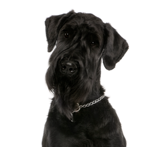 Happiness Is Pets Giant Schnauzer