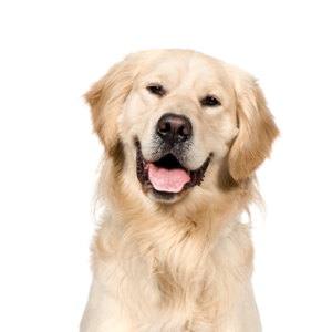 Happiness Is Pets Golden Retriever