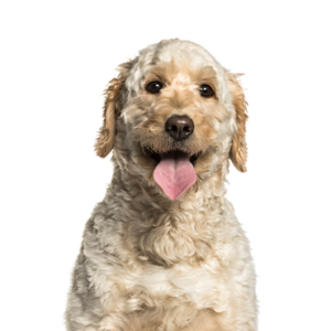 Happiness Is Pets Goldendoodle