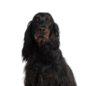 Happiness Is Pets Gordon Setter