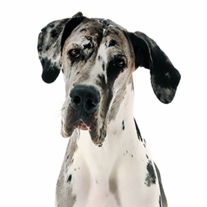 Happiness Is Pets Great Dane