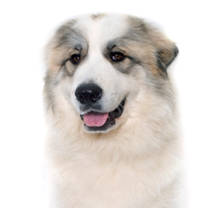 Happiness Is Pets Great Pyrenees