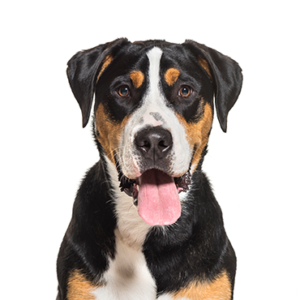 Happiness Is Pets Great Swiss Mountain Dog