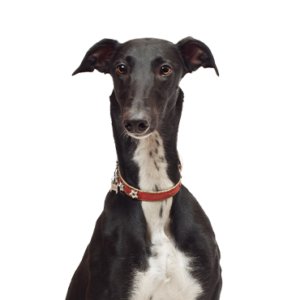 Happiness Is Pets Greyhound