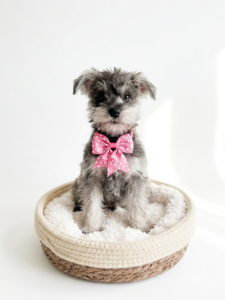 Happiness Is Pets Miniature Schnauzer puppy available