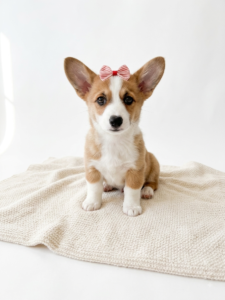 Happiness Is Pets Pembroke Welsh Corgi puppy available
