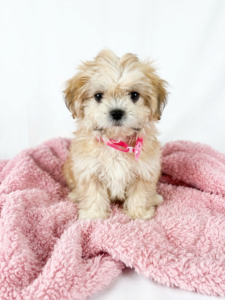 Happiness Is Pets Lhasa Apso puppy available