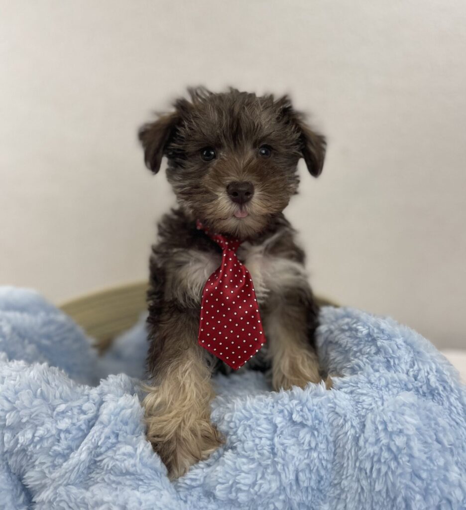 Miniature Schnauzer
