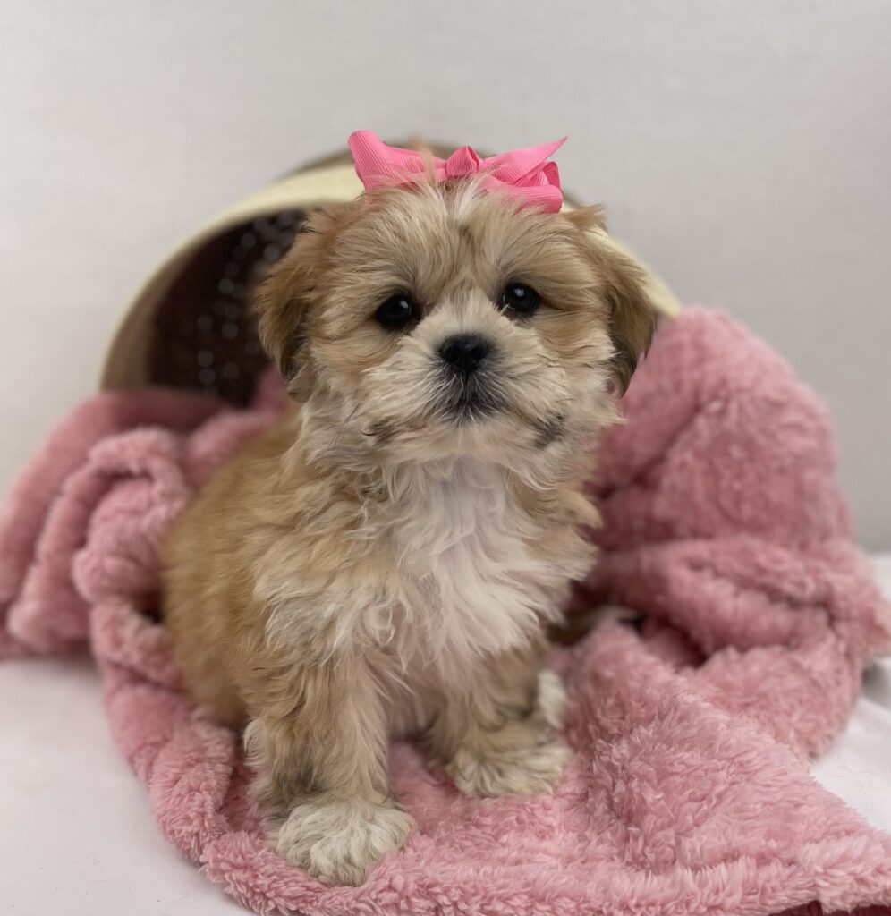 Lhasa Apso