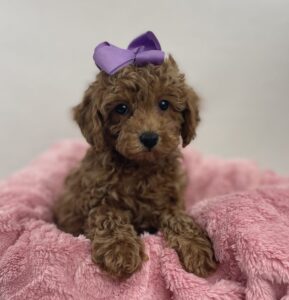 Toy Poodle puppy