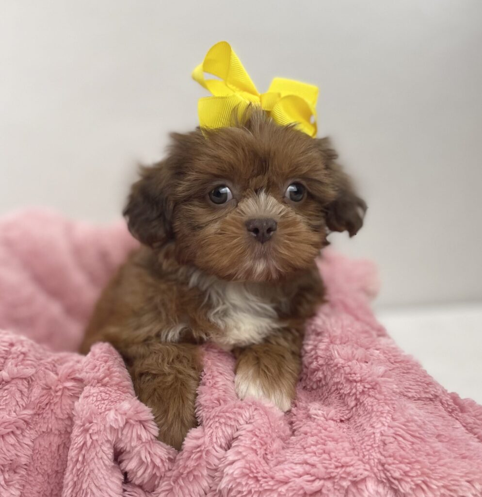 Bella