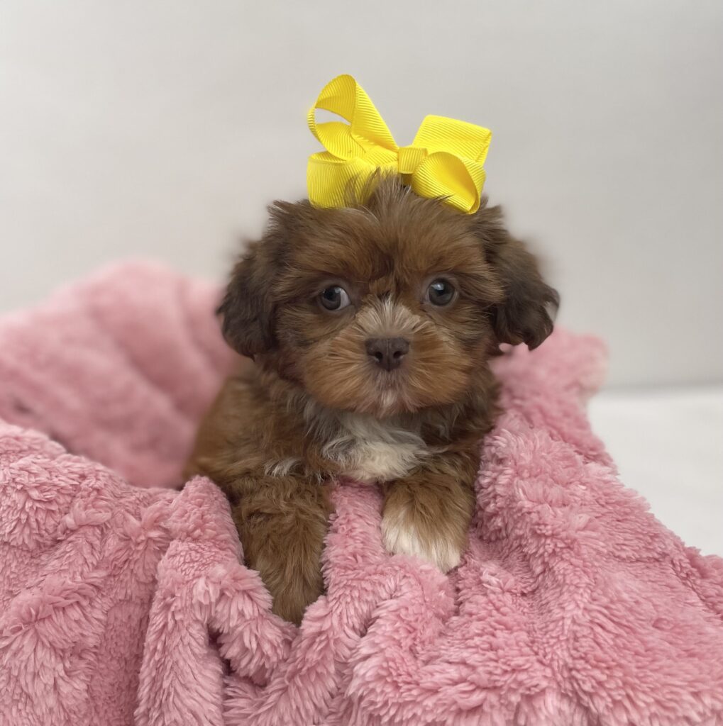 Bella 2