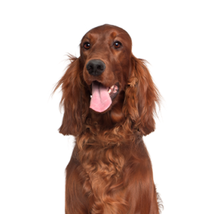 Happiness Is Pets Irish Setter