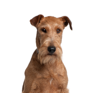 Happiness Is Pets Irish Terrier