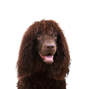 Happiness Is Pets Irish Water Spaniel