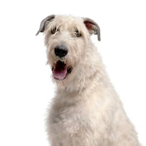 Happiness Is Pets Irish Wolfhound