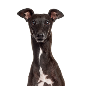Happiness Is Pets Italian Greyhound