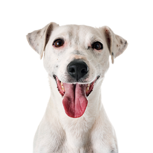 Happiness Is Pets Jack Russell Terrier