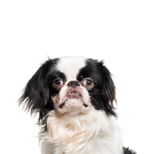 Happiness Is Pets Japanese Chin