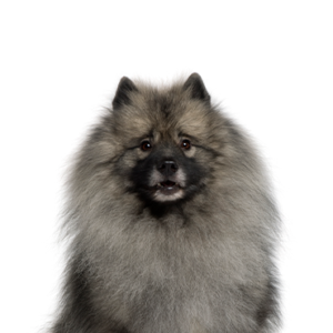 Happiness Is Pets Keeshond