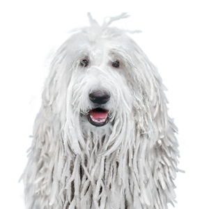 Happiness Is Pets Komondor