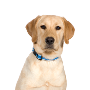 Happiness Is Pets Labrador Retriever