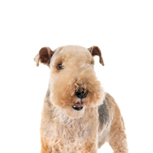 Happiness Is Pets Lakeland Terrier