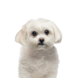Happiness Is Pets Maltese