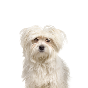 Happiness Is Pets Maltipom