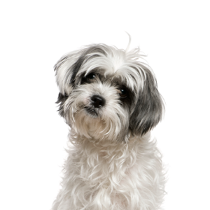 Happiness Is Pets Malshi