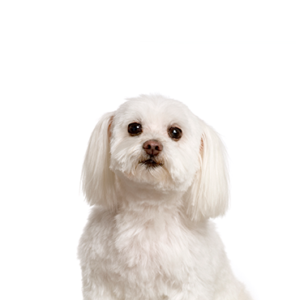 Happiness Is Pets Maltichon