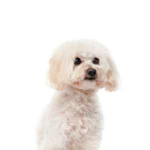 Happiness Is Pets Maltipoo